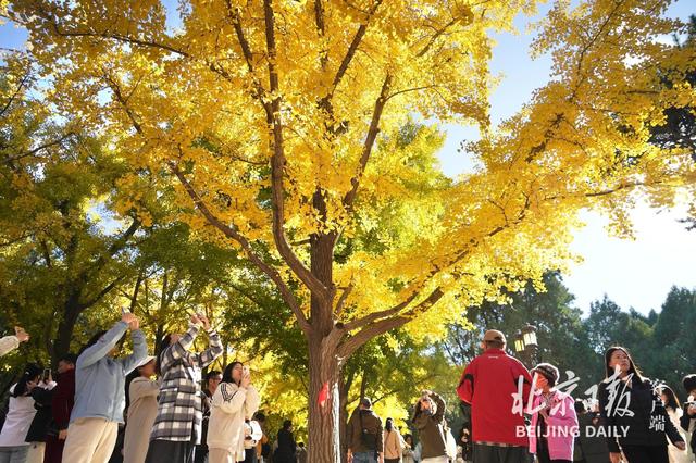 拥抱秋色！地坛银杏大道游人如潮