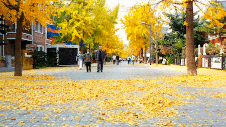 尽享秋日浪漫，大连24个“叶景打卡地”名单来了！
