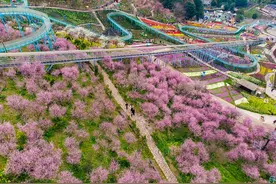 又到春花烂漫时｜沙坪坝：春日花海绘出“梦幻调色板”图片