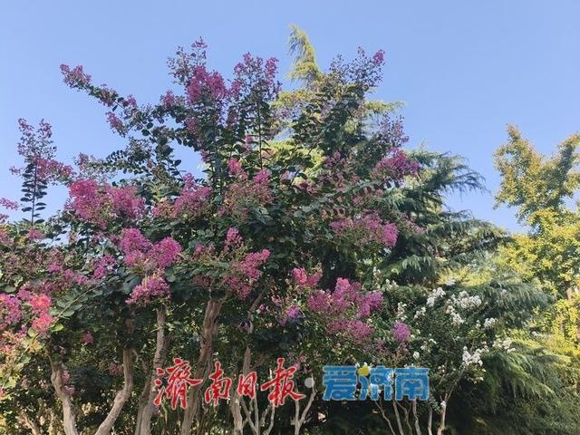 一年四季 泉在济南丨紫薇花开绽芳华 点亮济南初秋好景致