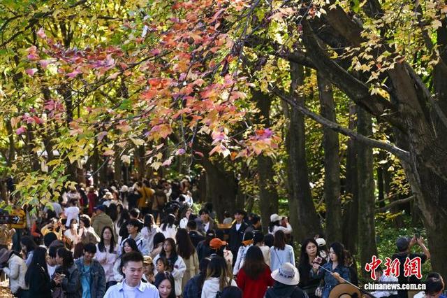 昆明植物园枫香大道层林尽染引八方游客