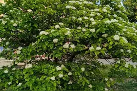 菜园重整小记图片