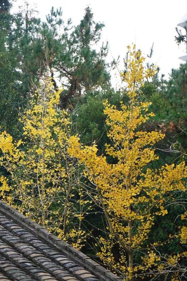 八闽秋冬，藏着一片金色童话