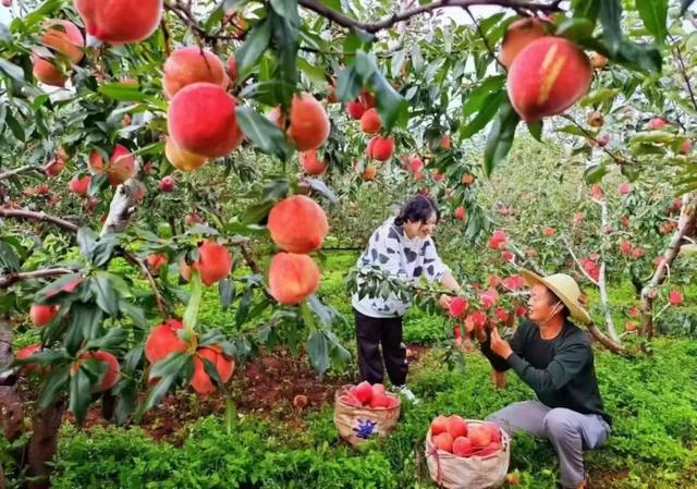 【跟着川超游凉山】凉山秋日 一场与丰收的亲密对话