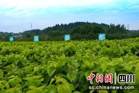 经“桑”有道 乐至入选国家农业产业强镇图片