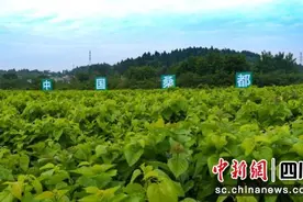 经“桑”有道 乐至入选国家农业产业强镇图片