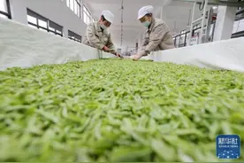 春茶生产忙图片