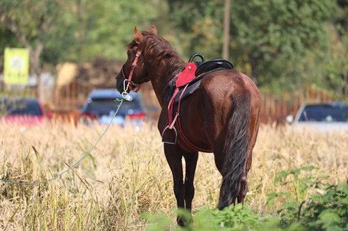 江宁佘村稻香吸引中外游客