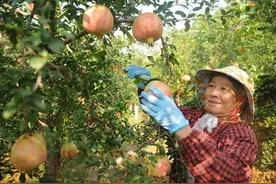 淄博淄川：富硒软籽石榴成致富新产业图片