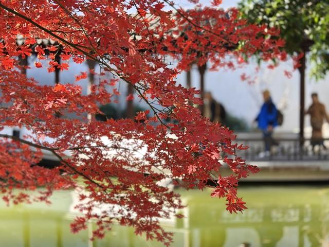 上海秋景天花板 嘉定秋霞圃红叶美翻了！