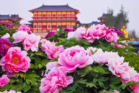 多地景区官宣：母亲节护士节，门票免费、半价！图片