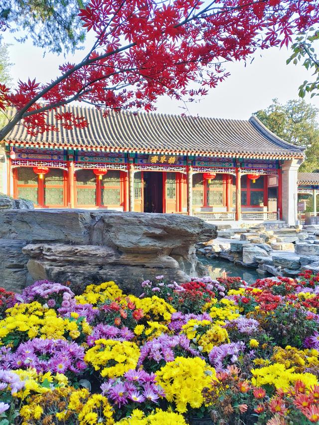 肆意怒放的花，是秋日田野间最热烈的诗