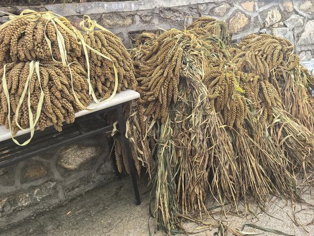 观南山美景、品特色美食，首届“源味南山·泉水小米”文化旅游节开幕