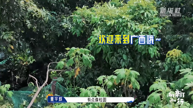 新华社携手董宇辉，走进广西的蔚蓝海岸……