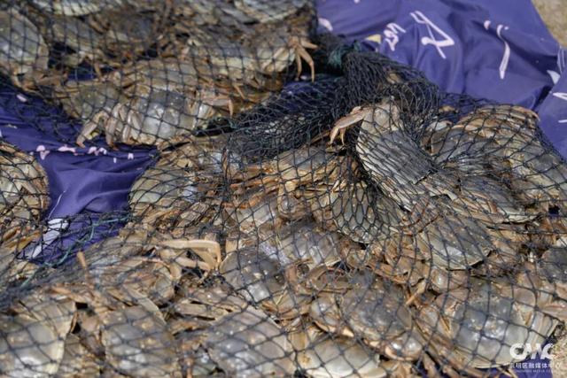 崇明这场美食文化节，解锁周末正确打开方式