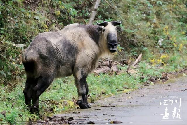 画卷天府·熊猫盛典｜从靠山吃山到养山富山：平武高村乡的生态振兴实践与启示