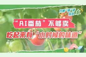 万象“耕”新不负春｜“AI番茄”不够卖，吃起来有“小时候的味道”图片