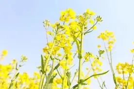 2024年上海奉贤“菜花节”消费调查正在进行中｜调查问卷图片