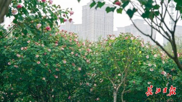 花色一日三变，武汉73座公园可赏木芙蓉