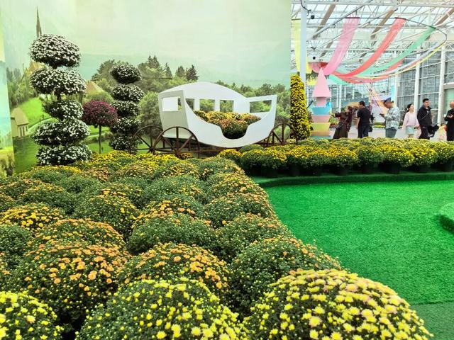 顶流上线，快来湖熟赏菊
