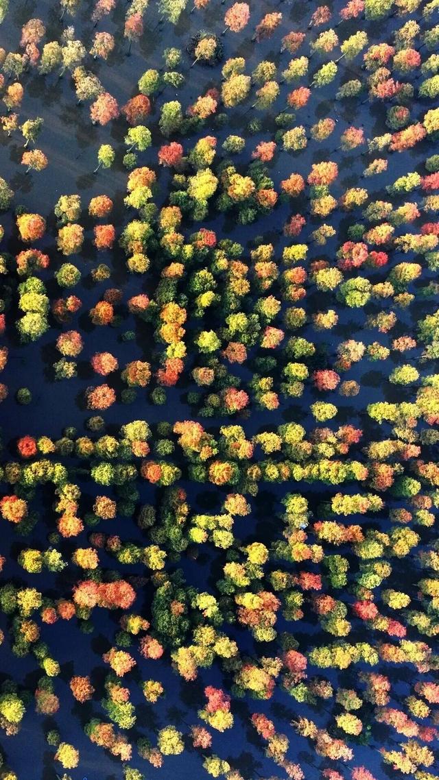 别去日本了！新洲的“同款”风景，美得更懂你