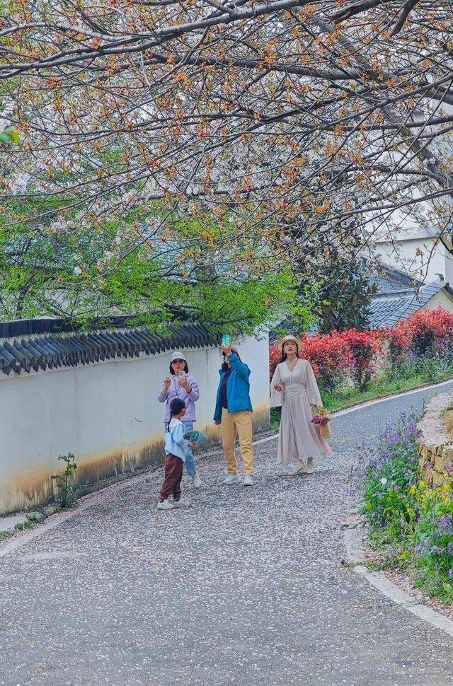 清明去哪玩？来黄陂 “榨" 出一整个春天！