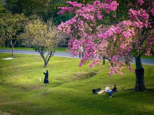 天气正好、花正开，去看粉色的东莞！