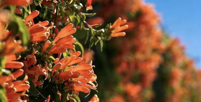 【冬季暖阳 凉山不凉】西昌打卡地+1！百米花墙震撼上线