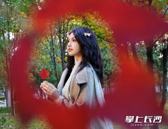 湖南农大枫叶进入最佳观赏期，错过等一年