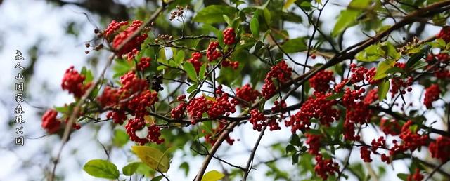 现在的黔南，已经美成这样了→