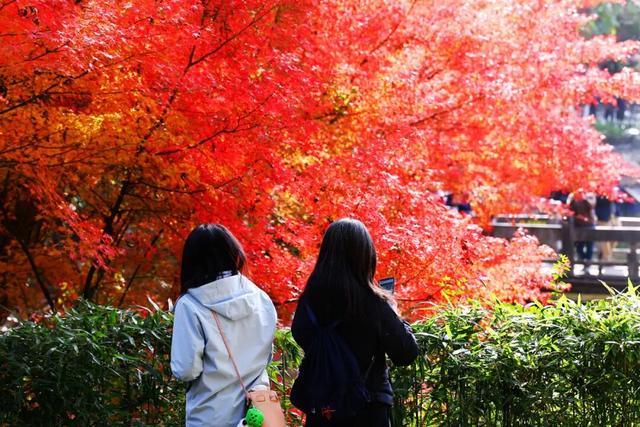 此时此刻，最美的栖霞山！