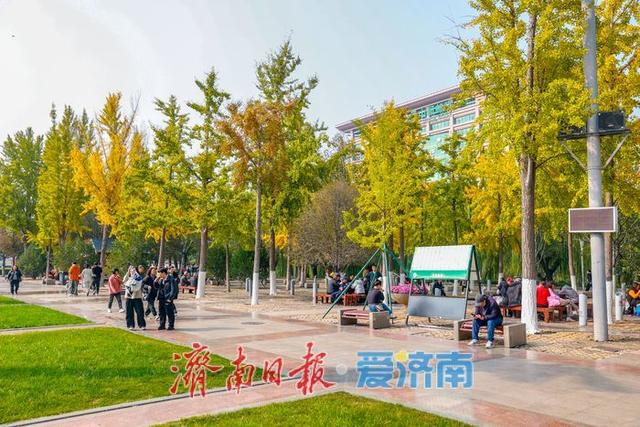 金叶翩跹映泉城，广场银杏醉游人