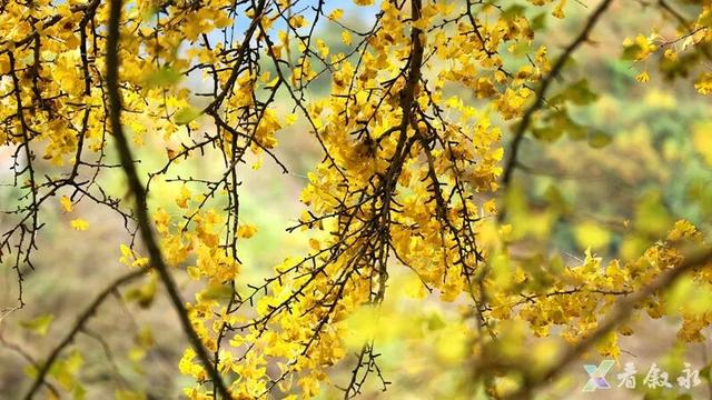 叙永“天府树王”迎最佳观赏期 游玩攻略请查收