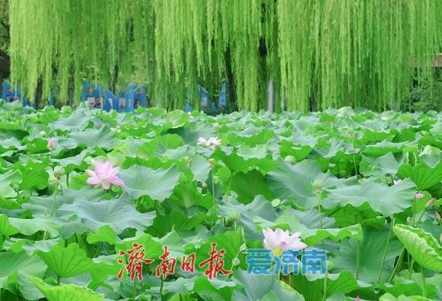 一年四季 泉在济南丨泉城公园“并蒂莲”凋谢，“连体”莲蓬引市民围观