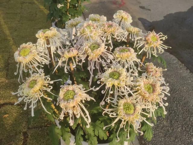 桂林这个地方的菊花展美爆了！