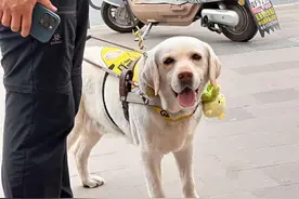 阿尔法戴上了“蒜鸟”！宝哥和他的导盲犬来武汉了图片