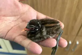 不要轻易施救！看见它们要注意了图片