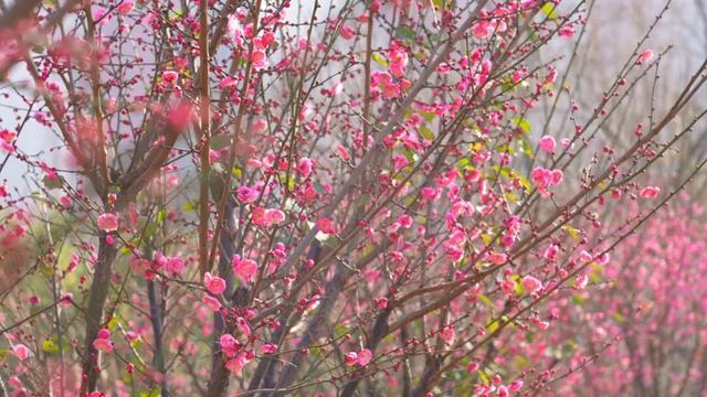 刷屏预警！宜昌第一波梅花开了