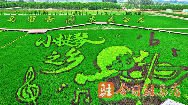 确山留庄：万亩稻田绿意盎然 美景如画