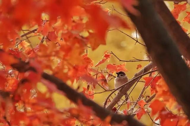漫谈圆明丨圆明园的秋