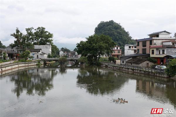 当夏天遇见秀水状元村，连鸭子都过得像画里的神仙