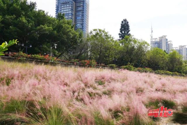 “顶流”回归！近期，福州大量出现