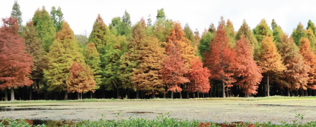 大观河畔滇朴金黄、黑龙潭公园枫叶火红……昆明街头秋色浓