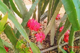 华亭：火龙果铺就火红致富路图片