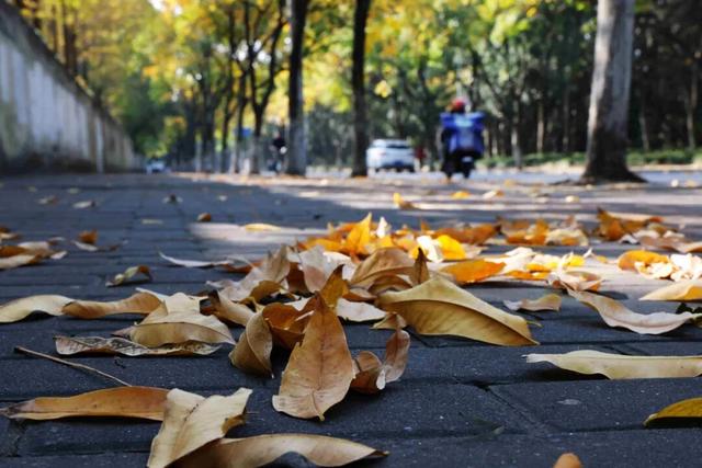 此时，闵行最美的地方就在……