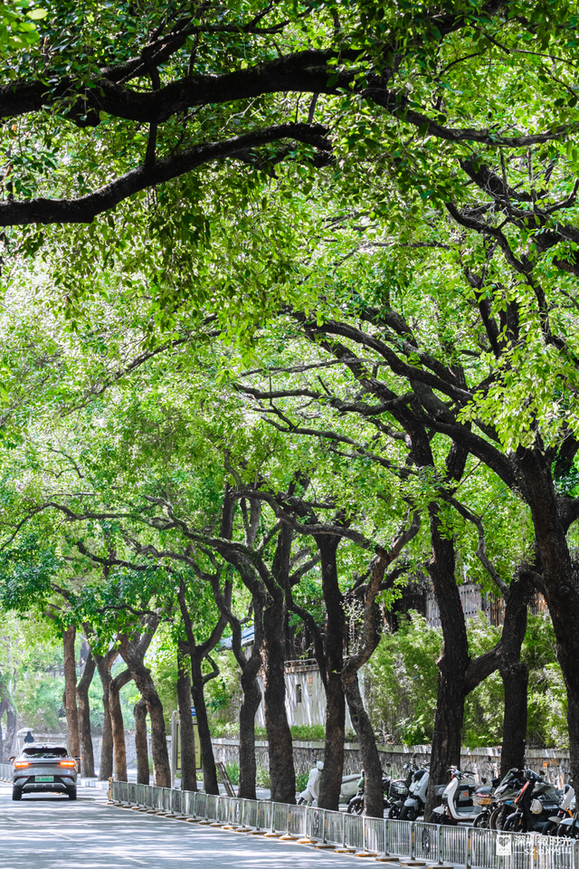 一条荔园路，多少蛇口人的前半生