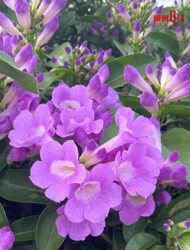 又能出片了！柳州这些紫色花瀑太梦幻！