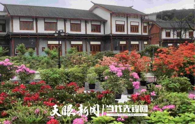 科技赋能“高山精灵”！贵州云上杜鹃让世界看见毕节花卉力量