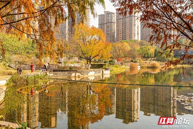 穿过林影与水光，走进长沙圭塘河的暖冬图景