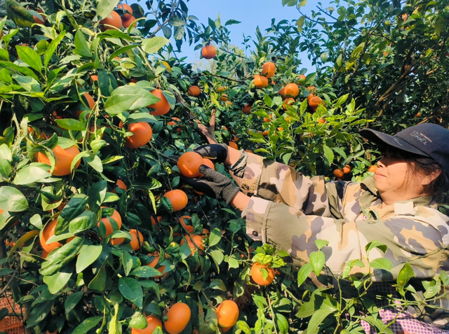 南宁冬季水果采摘全攻略 | 东北老铁、西北家人，告别猫冬！来南宁实现“水果自由”